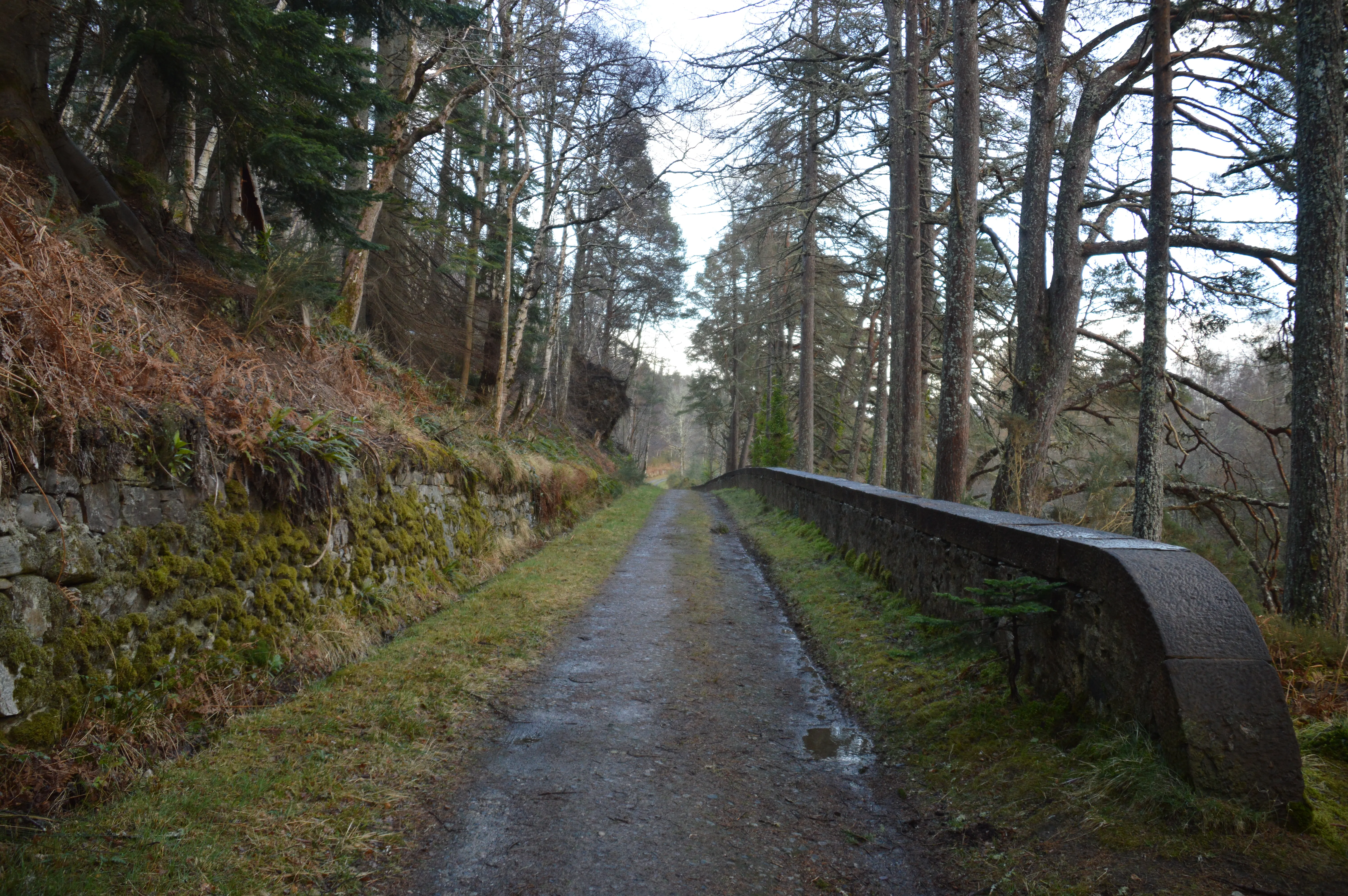 Un bout de chemin au coeur de la forêt