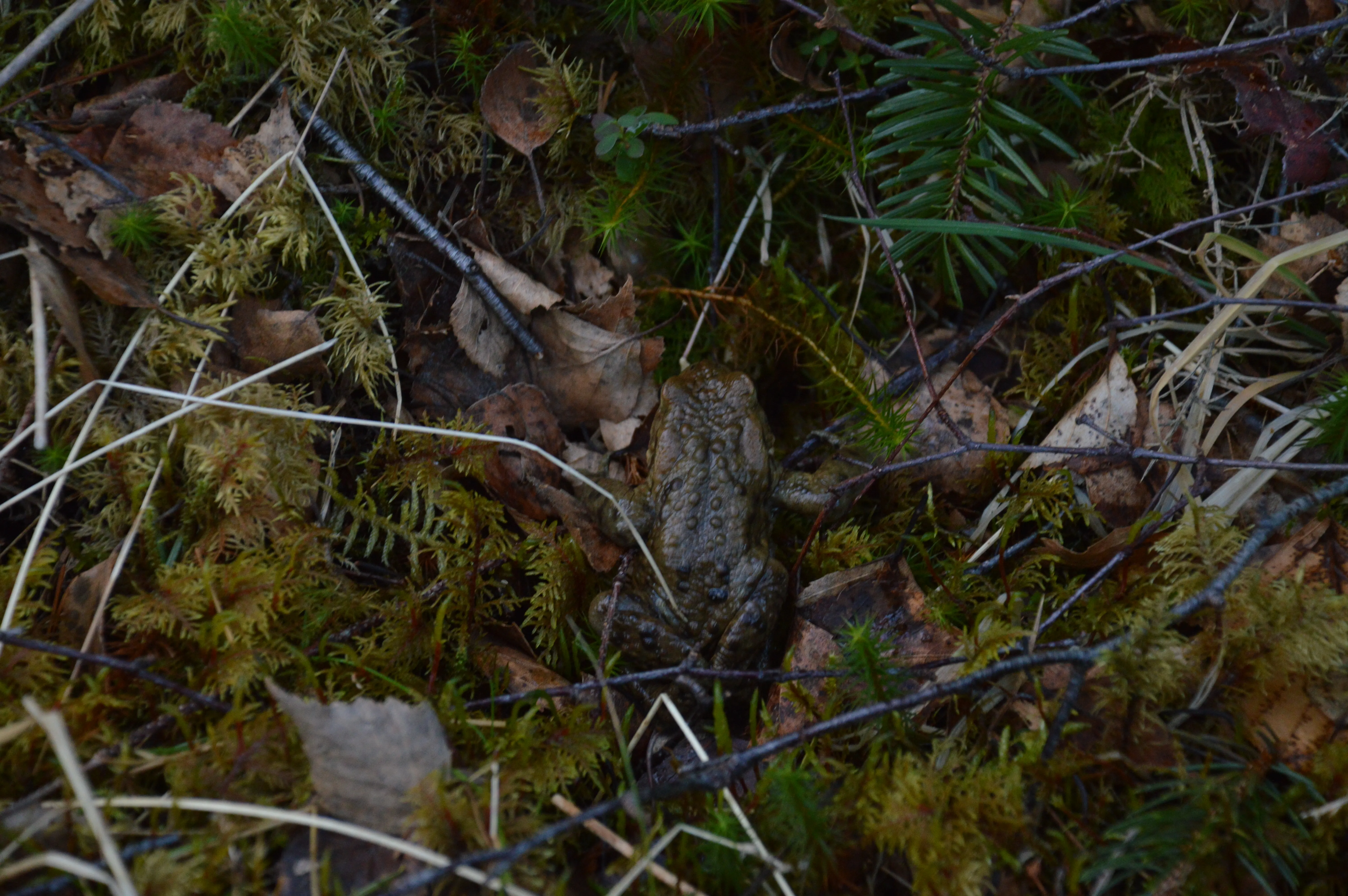 Une petite grenouille rencontrée sur le retour