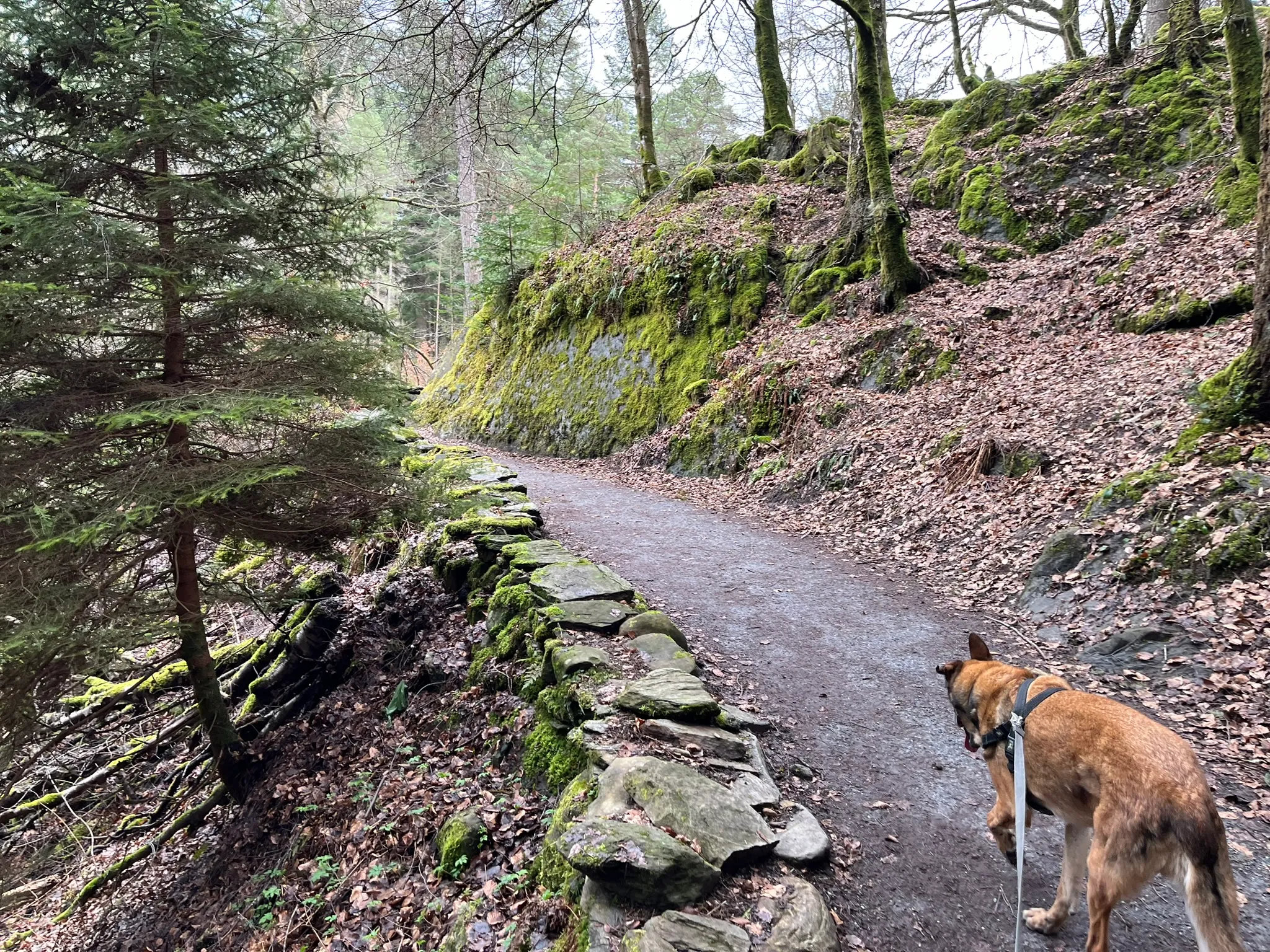 Petite ballade dans la forêt