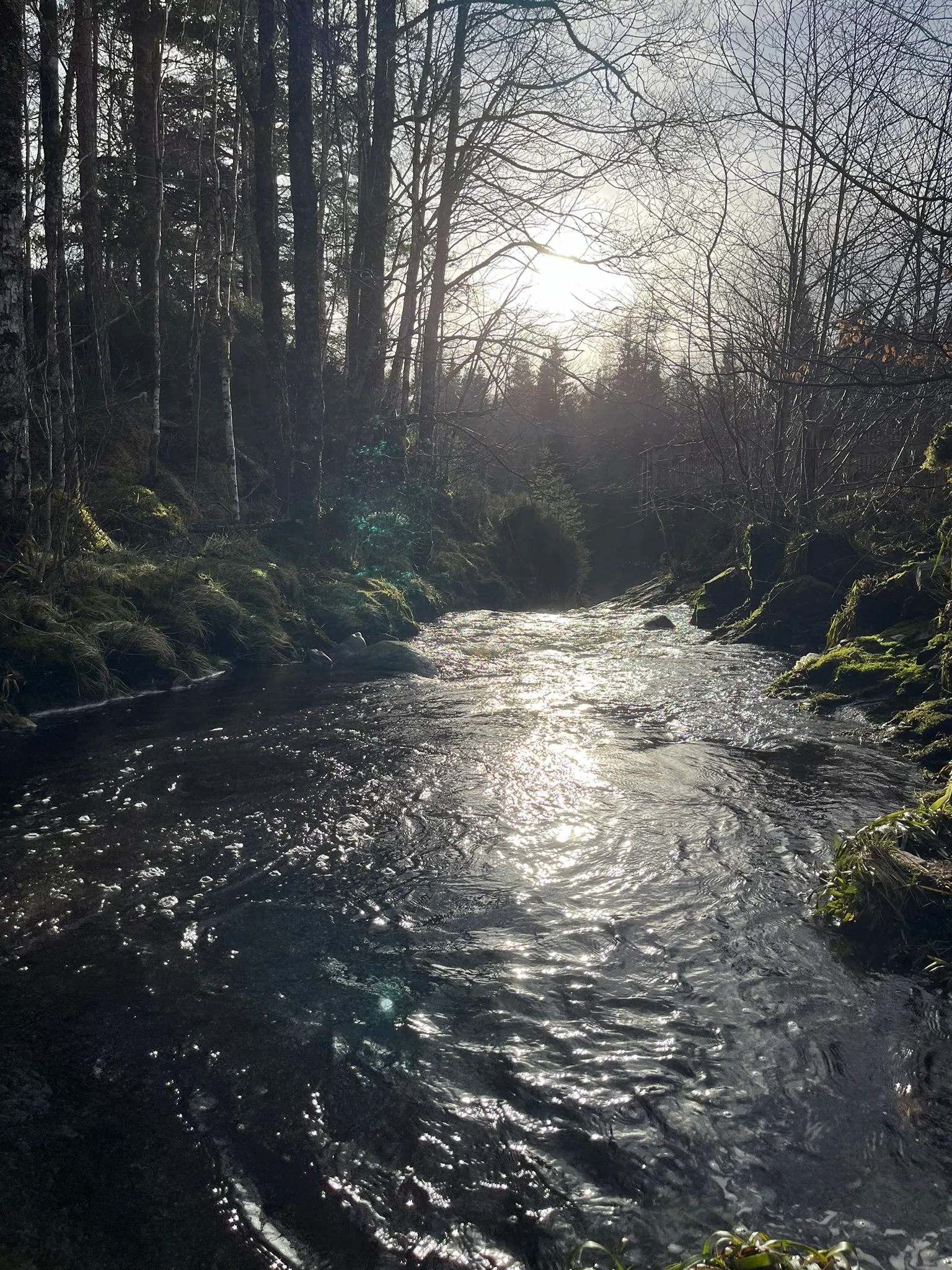 Vue ensoleillée de la rivière