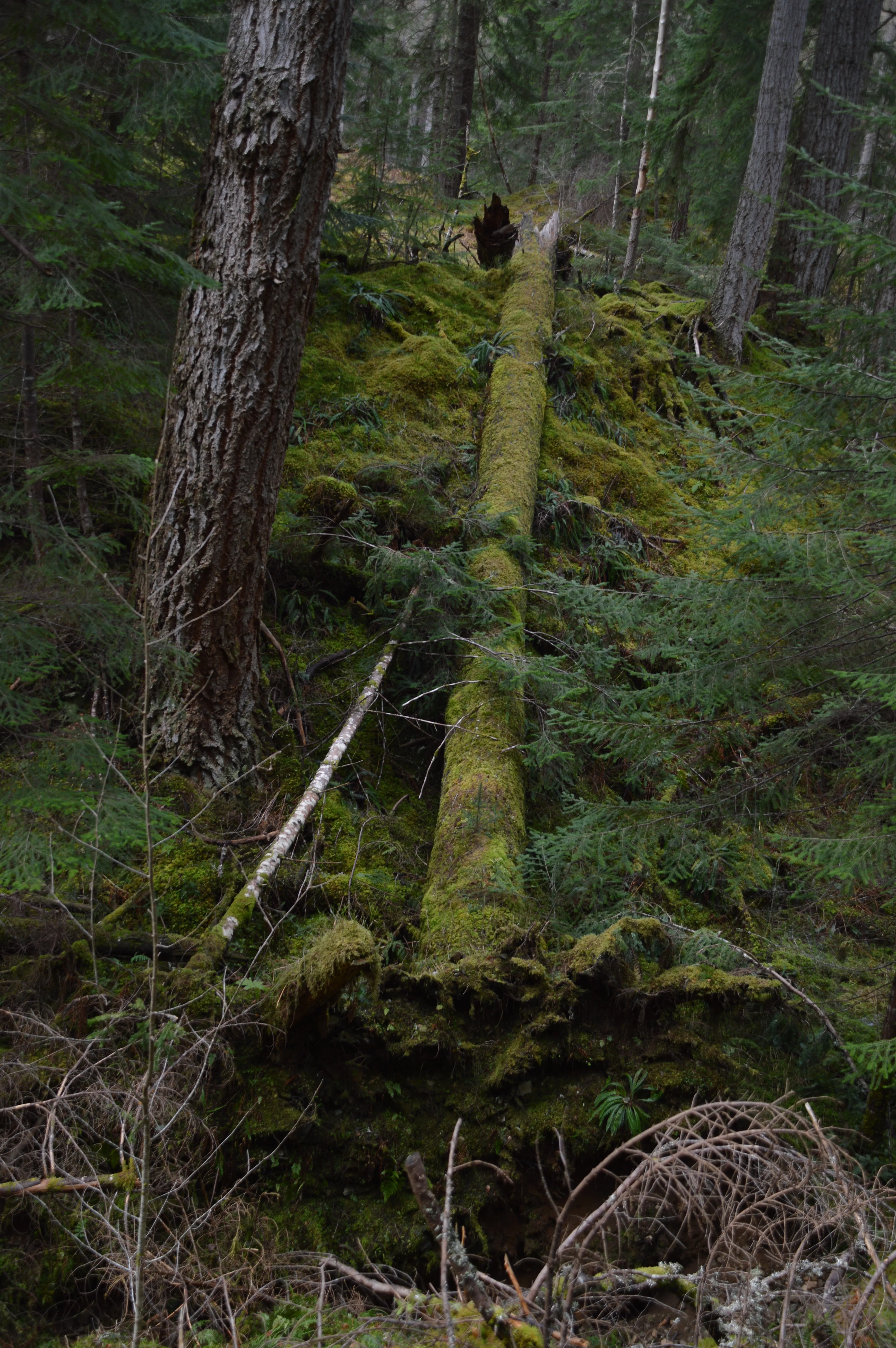 Un énorme tronc d'arbe au sol dans la forêt