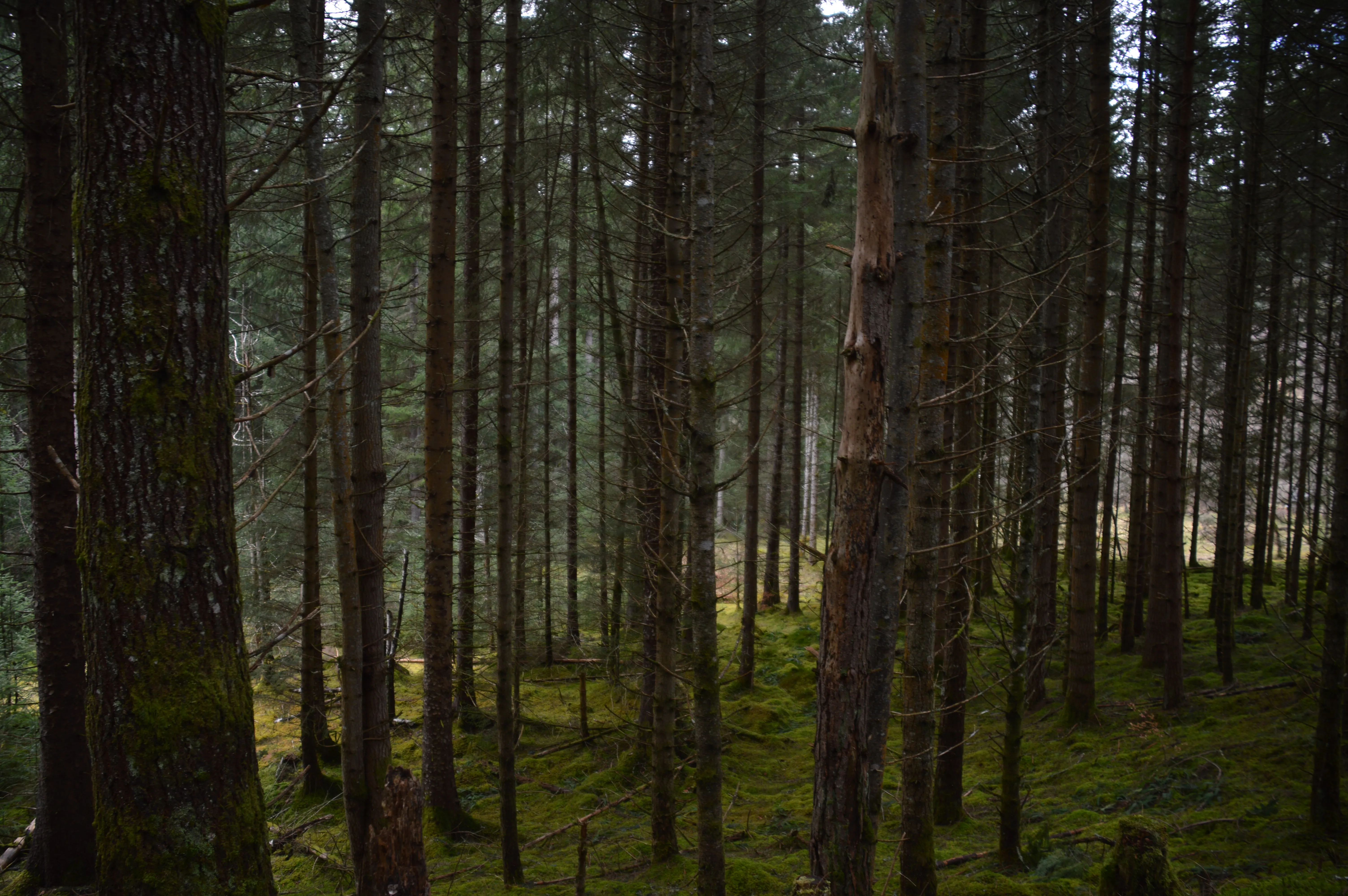 Le coeur de la forêt